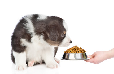 australian shepherd puppy sniffing dry food for pet. isolated on white background