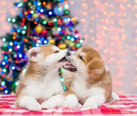 Fototapeta na wymiar Playful Akita inu puppies with Christmas tree on a background
