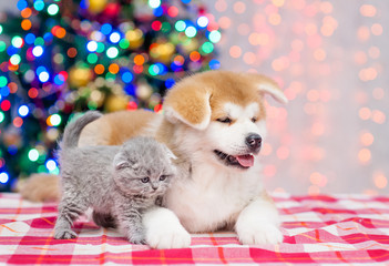 Fototapeta na wymiar Akita inu puppy and baby kitten with Christmas tree on a background