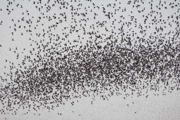 Flock of bat flying on sky to feed