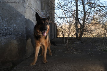 Dog German Shepherd outdoors in a summer