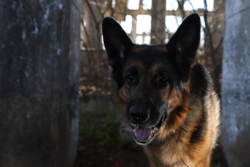Dog German Shepherd outdoors in a summer