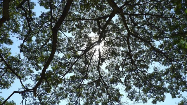 panning shot of branch of giant rain tree with sun