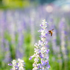 Closeup purple flowers (salvia officinalis)