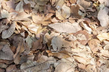 Dry leaves fall on the ground