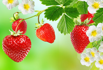 ripe fresh strawberry garden best