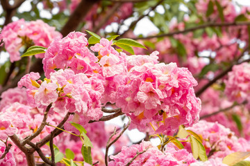 Pink flower and tree branch blur nature background