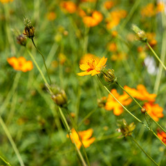 Cosmos flower in the garden