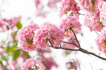 Pink flower and tree branch blur nature background