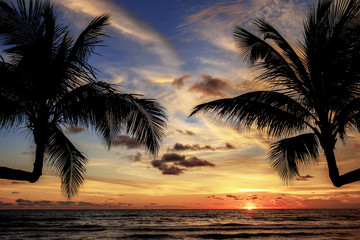 Palm tree at sunset.