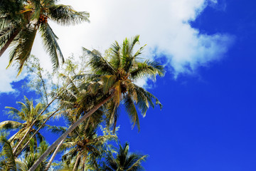 Fototapeta na wymiar Palm tree with blue sky.
