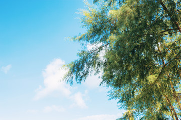 Obraz premium Pine tree with the blue sky.