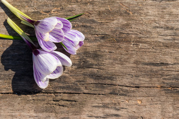 Purple crocus flowers on rustic wooden background