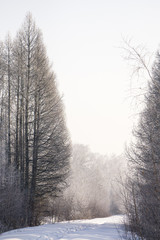 Obraz premium road in the forest