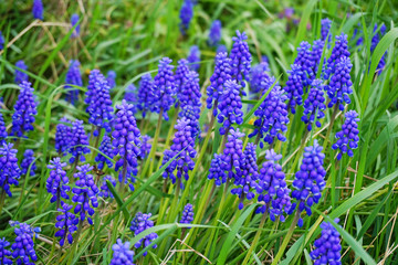 grape hyacinth flower