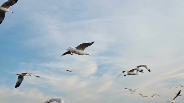 Slow motion of seagull flying overhead