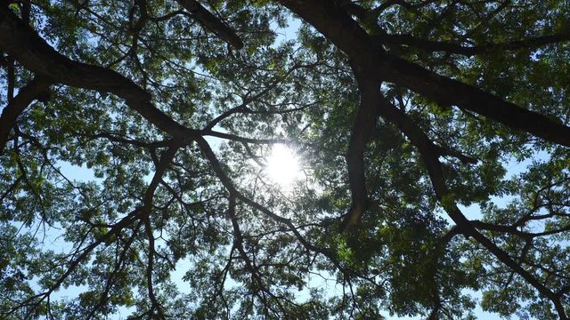 panning shot of branch of giant rain tree with sun