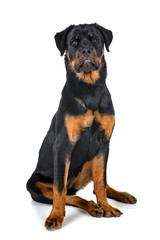 Obraz premium rottweiler in studio