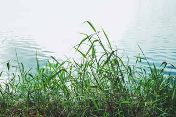 grass and ripple of water
