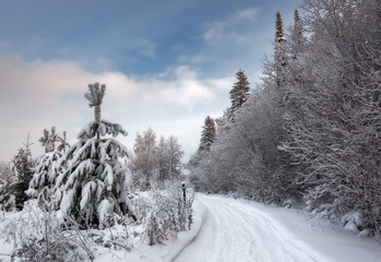 Snowy road in the forest with Christmas trees and winter sky