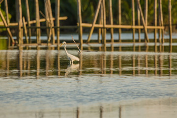 Little egrets migrate birds at a mangrove forest hunting fish and crabs a tranquil bird watching scene