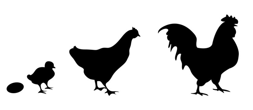 Vector silhouettes of an egg, chick, chicken and rooster