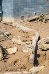 A large family meerkat is in a zoo