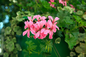 Pelargonium graveolens plant with pink flowers