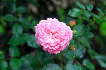 Beautiful Pink rose in garden after rain.