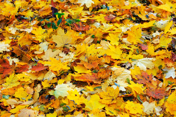Background group autumn orange leaves. Outdoor