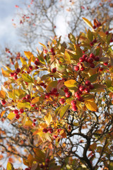 Paradise apples on a tree on a Sunny autumn day