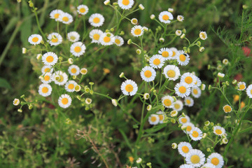 Natural pattern with white small flowers of chamomile in the grass.