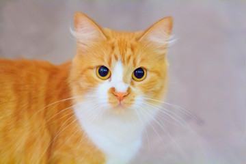 Red kitten watching you