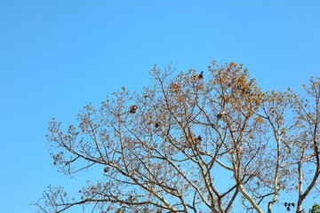 Naked branches of a big tree against clear blue sky  in spring time. Nature background concept.