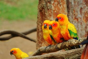 Orange, yellow and green parrots sitting and looking something on a wooden perch and big tree background. Selective focus. Animal and family concept.