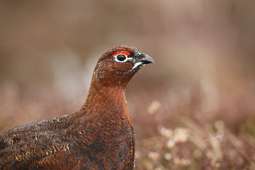 A pretty head shot of a Red Grouse (Lagopus lagopus) in the highlands of Scotland.	