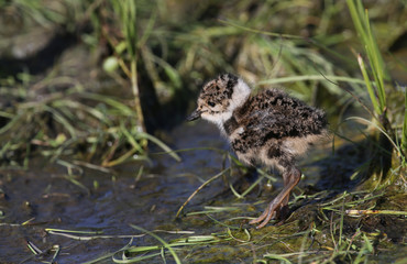 A cute Lapwing (Vanellus vanellus) chick hunting for food in the marshland.