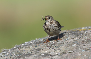 A pretty Meadow pipit ( Anthus pratensis) perched on a rock with food in its beak for its babies.