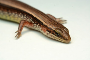 Obraz premium Skink close-up, skink macro image on a white background