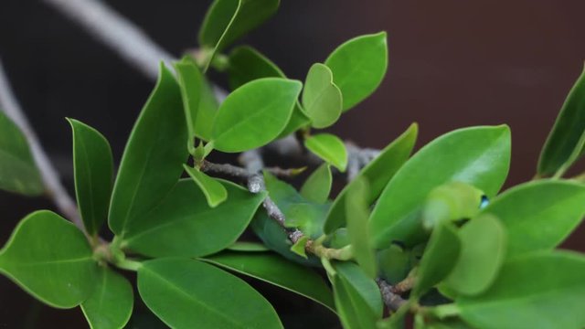 Time lapse Oleander hawkmoth caterpillar  (Daphnis nerii, Sphingidae) creeping on the branch of tree with dark background.