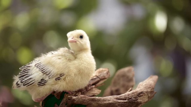 Cute little newborn chicken turkey, on green outdoors background. One young nice big bird.