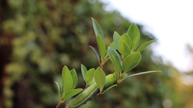 Time lapse Oleander hawkmoth caterpillar  (Daphnis nerii, Sphingidae) creeping on the branch of tree with blur nature background.