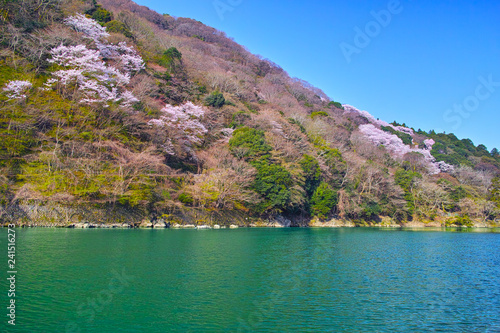 京都嵐山 春の桜咲く嵐山の風景 Wall Mural Wallpaper Murals 7maru 京都嵐山 春の桜咲く嵐山の風景 Wall Mural Wallpaper Murals 7maru