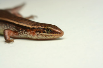 Obraz premium Skink close-up, skink macro image on a white background