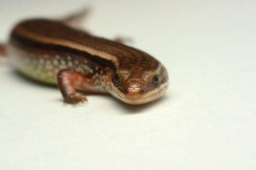 Skink close-up, skink macro image on a white background