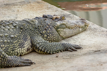 A big crocodile is resting on bank near the pond at farm.