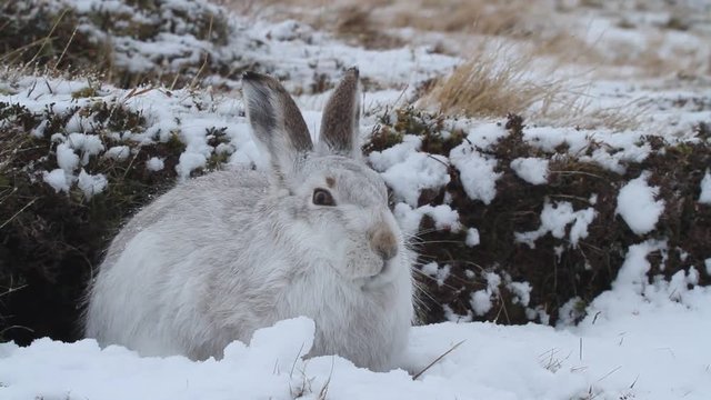 A magnificent Mountain Hare (Lepus timidus) in its winter white coat in the snow high in the Scottish mountains.	