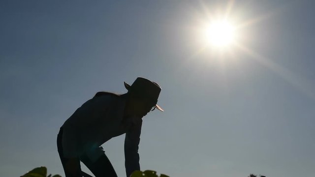 Agriculture life Concept : Black silhouette of a worker holding spade is digging soil at sunset light. Asian farmer holding spade and digging the soil.