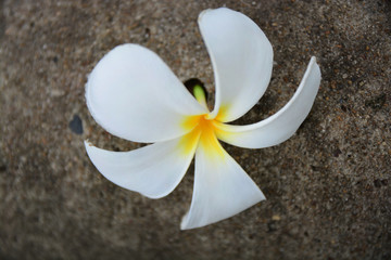  ดอกลีลาวดีสีขาวสวย