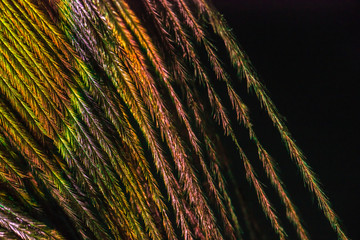 Peackock feather macro colorful texture on black background